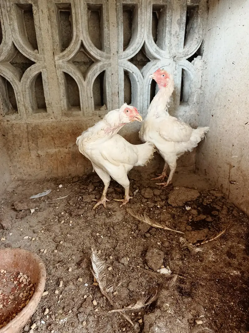 heera aseel madiyan available for sale — photo 2