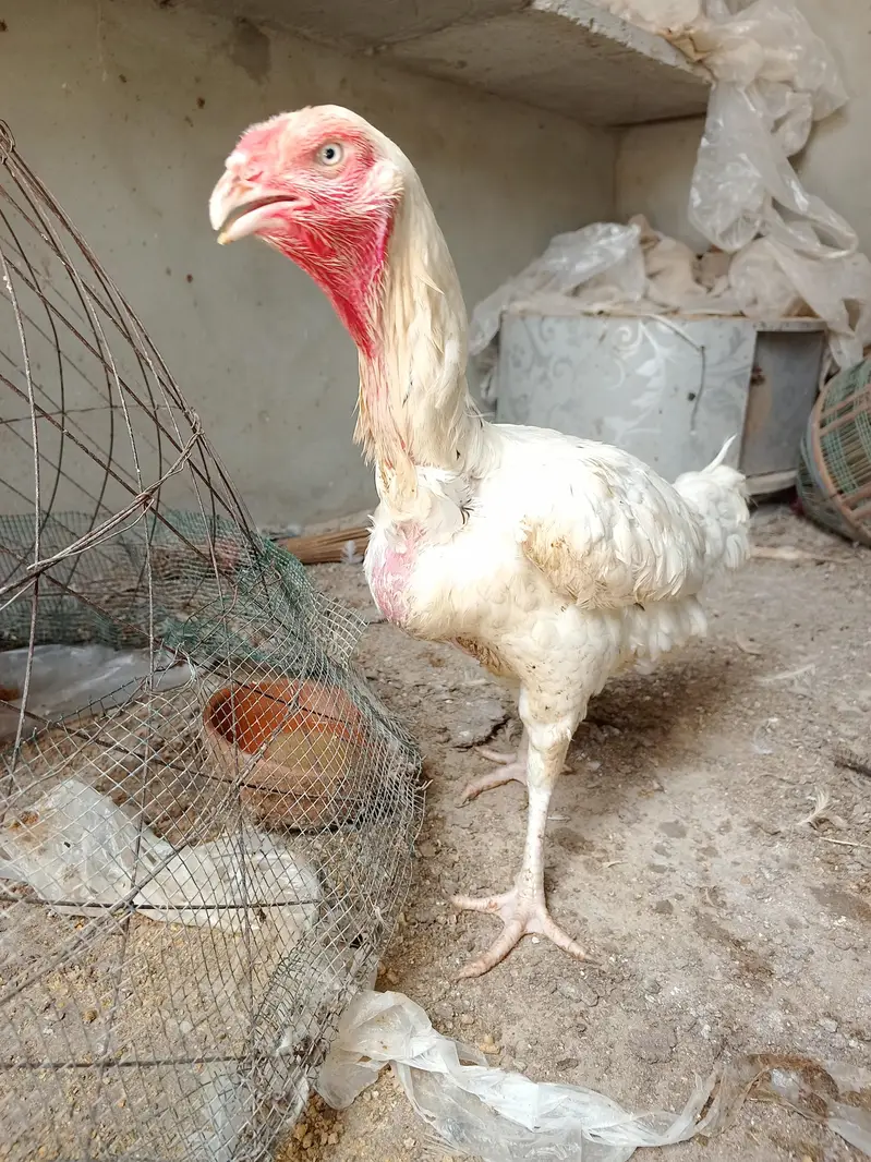 heera aseel madiyan available for sale — photo 3