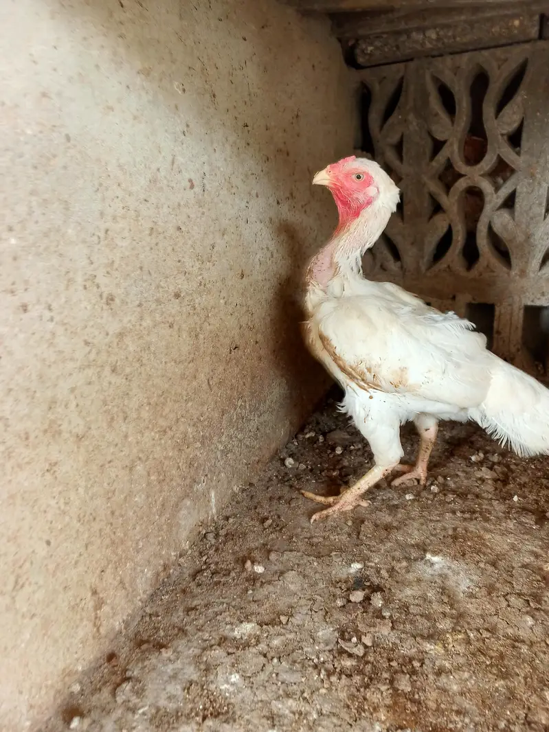 heera aseel madiyan available for sale — photo 4