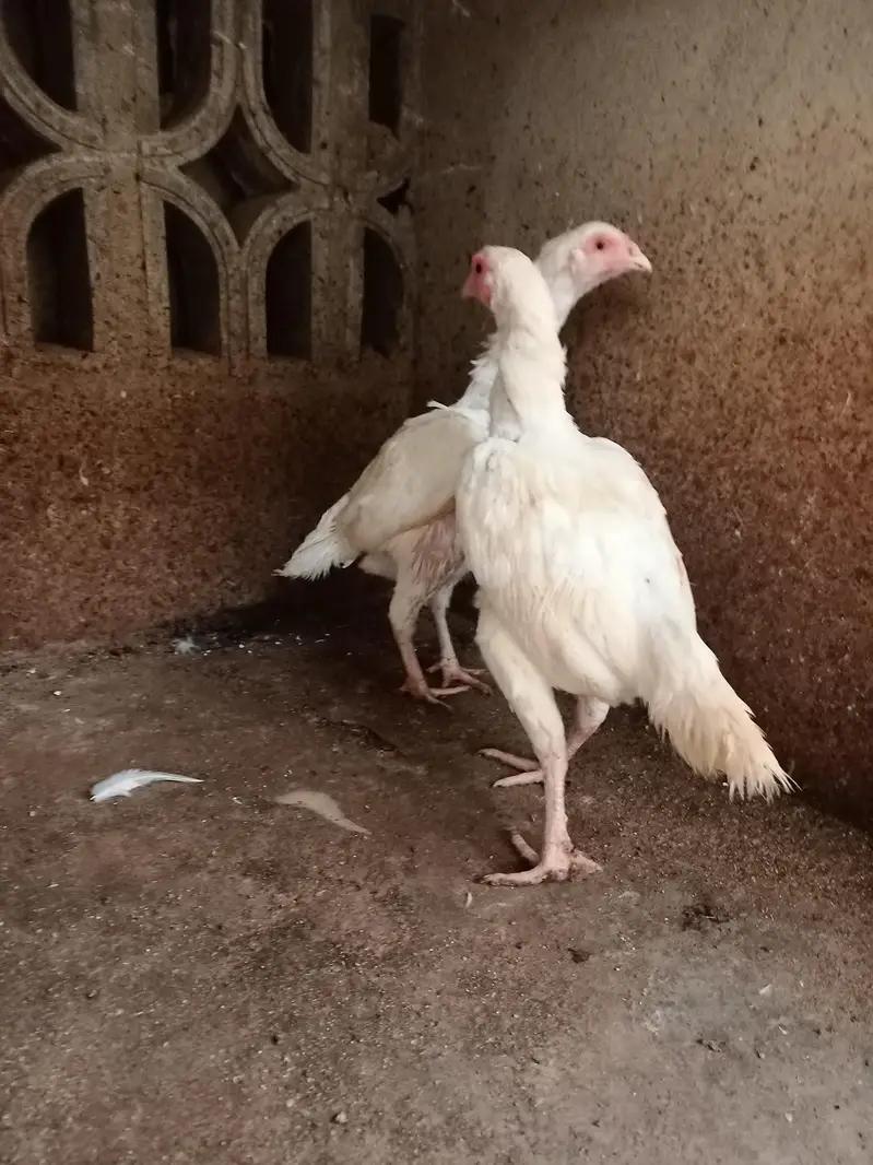 heera aseel madiyan available for sale — photo 5