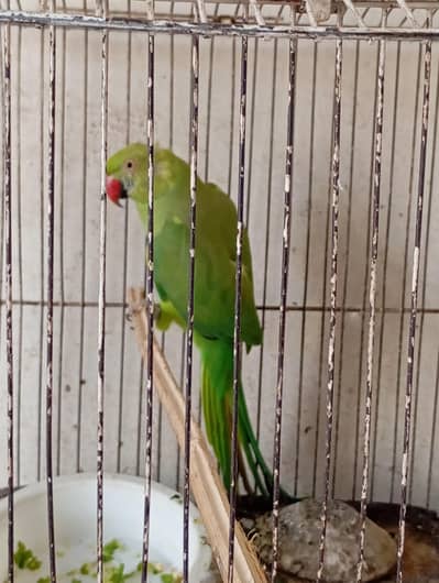 Green parrot