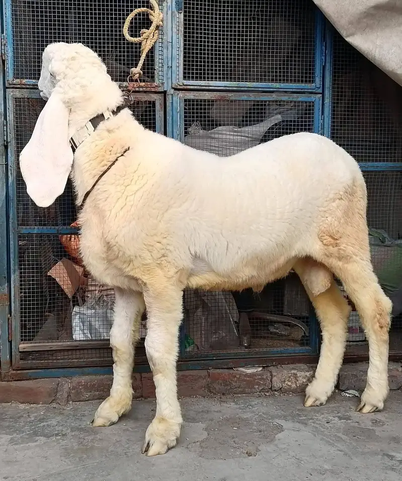 Desi and kajla chatra jori — photo 3