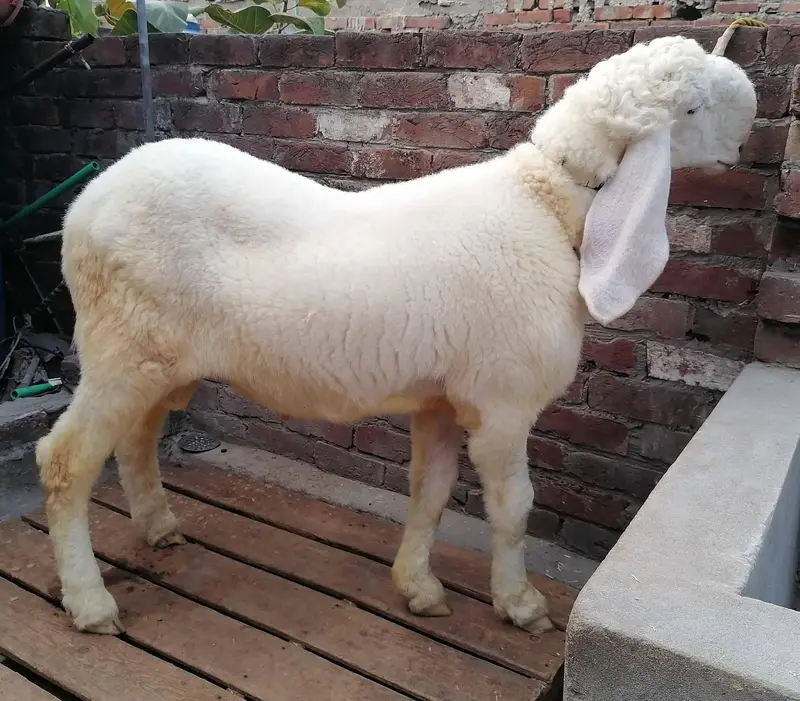 Desi and kajla chatra jori — photo 6