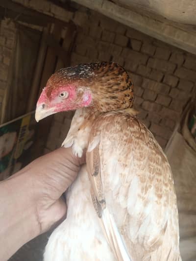kaani peeli maadi for sale