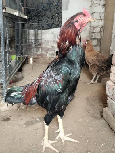 pure Aseel Sindhi breed murga