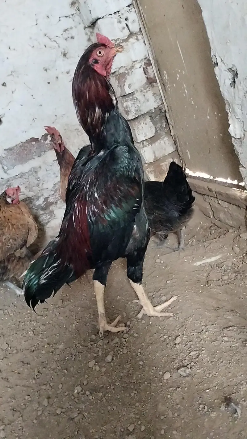 pure Aseel Sindhi breed murga — photo 2