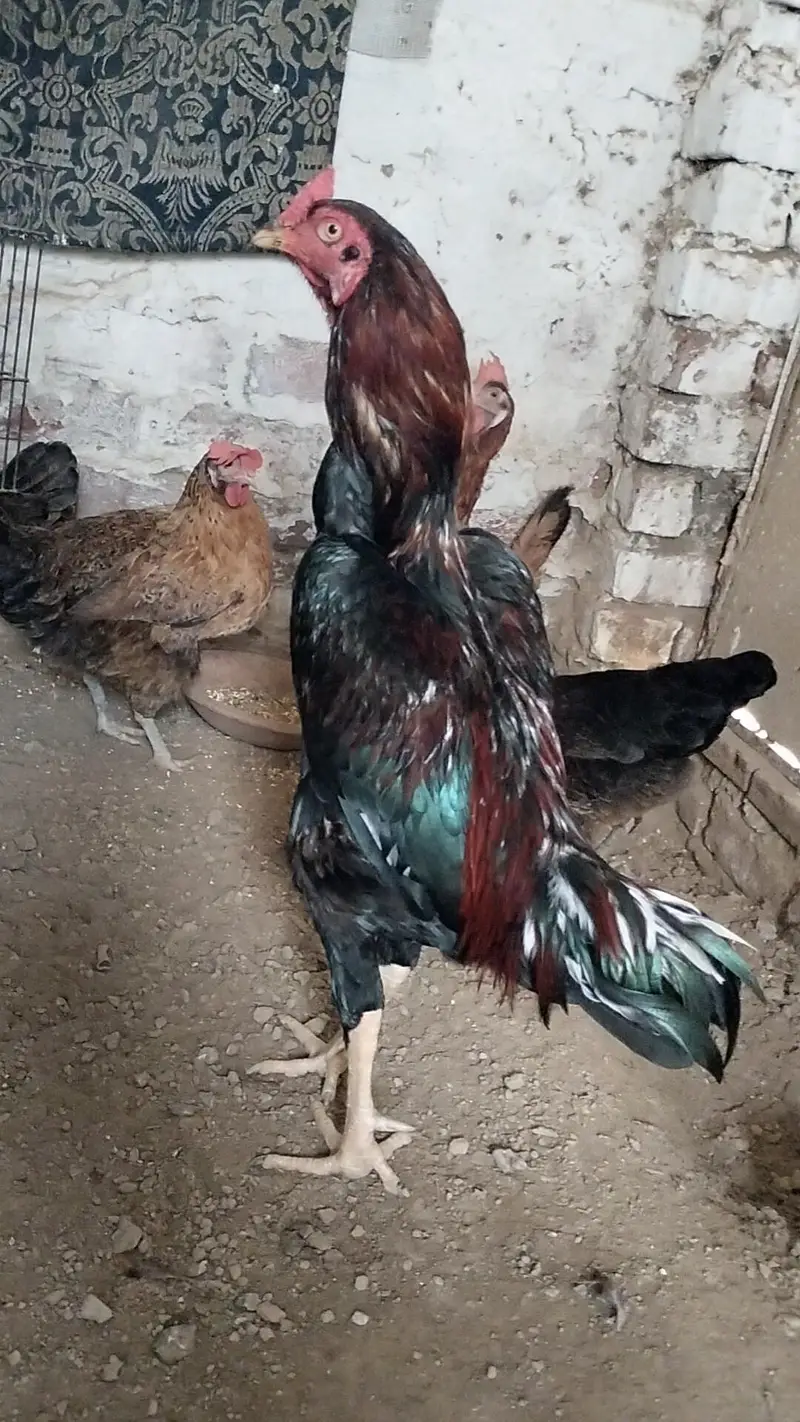 pure Aseel Sindhi breed murga — photo 3