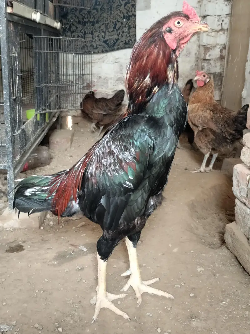 pure Aseel Sindhi breed murga — photo 4