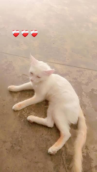 cat for sale 03259767646