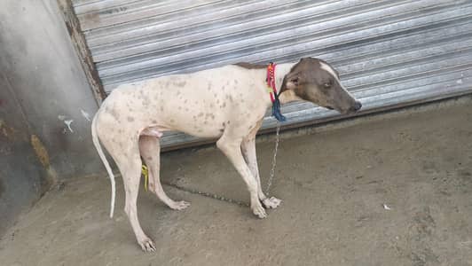 tazi gultair phata for sell