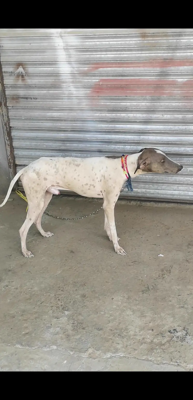 tazi gultair phata for sell — photo 2