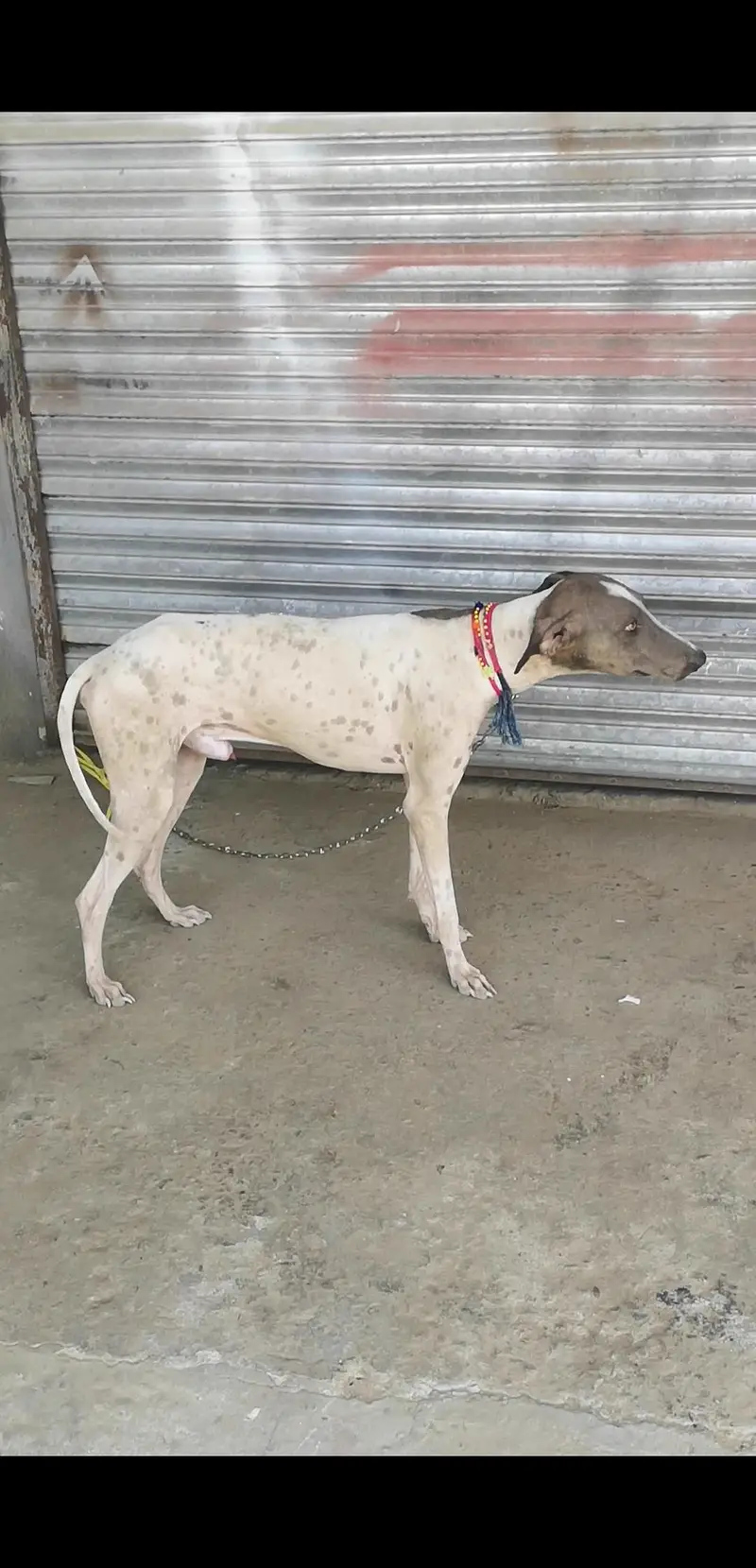 tazi gultair phata for sell — photo 4
