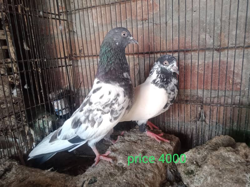 kaboter 1