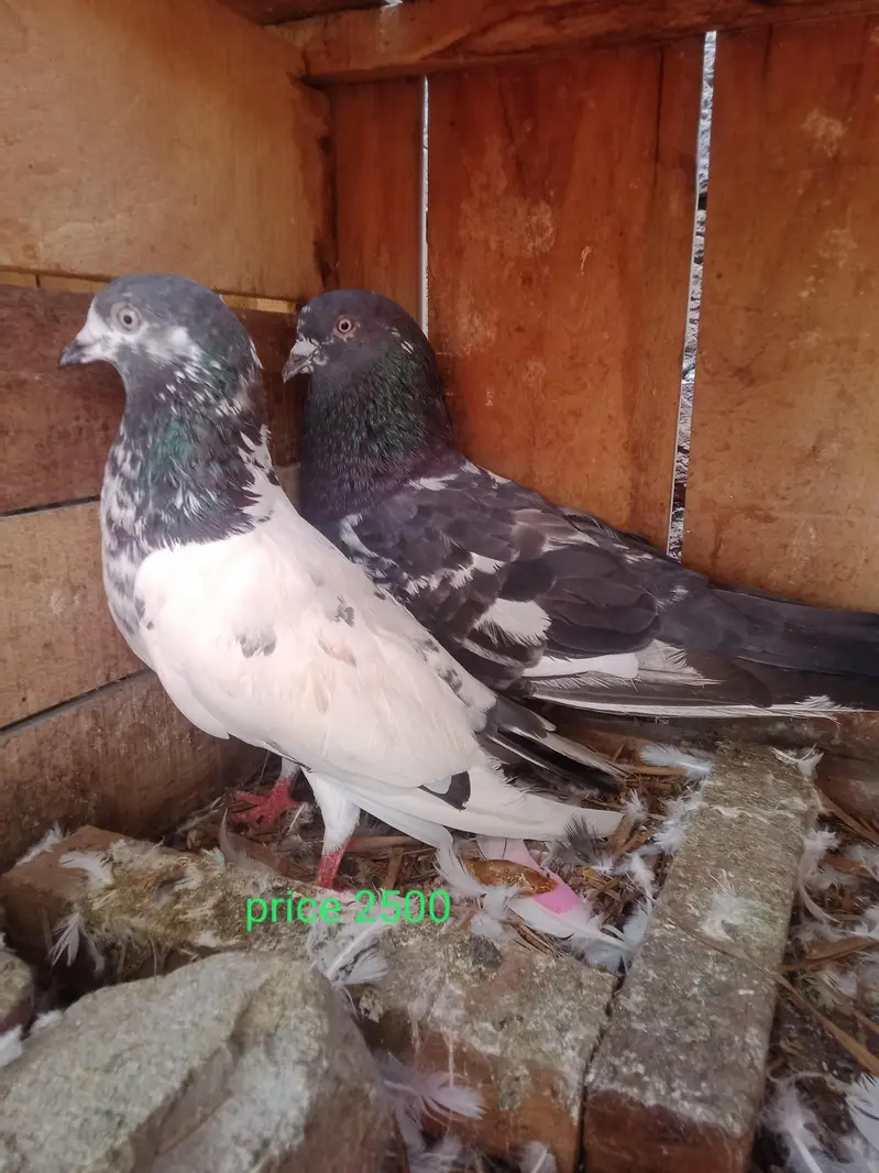 kaboter — photo 3