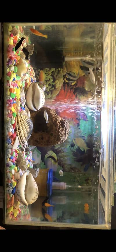 Aquarium Fish Tank