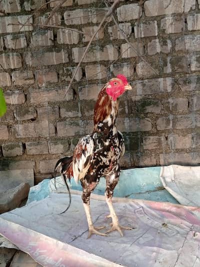 Aseel cheena pair  for sale