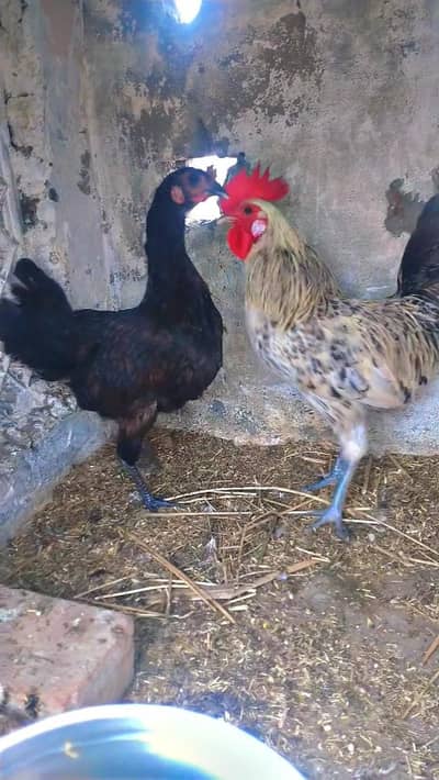 Egg laying dasi pair or aseel pair