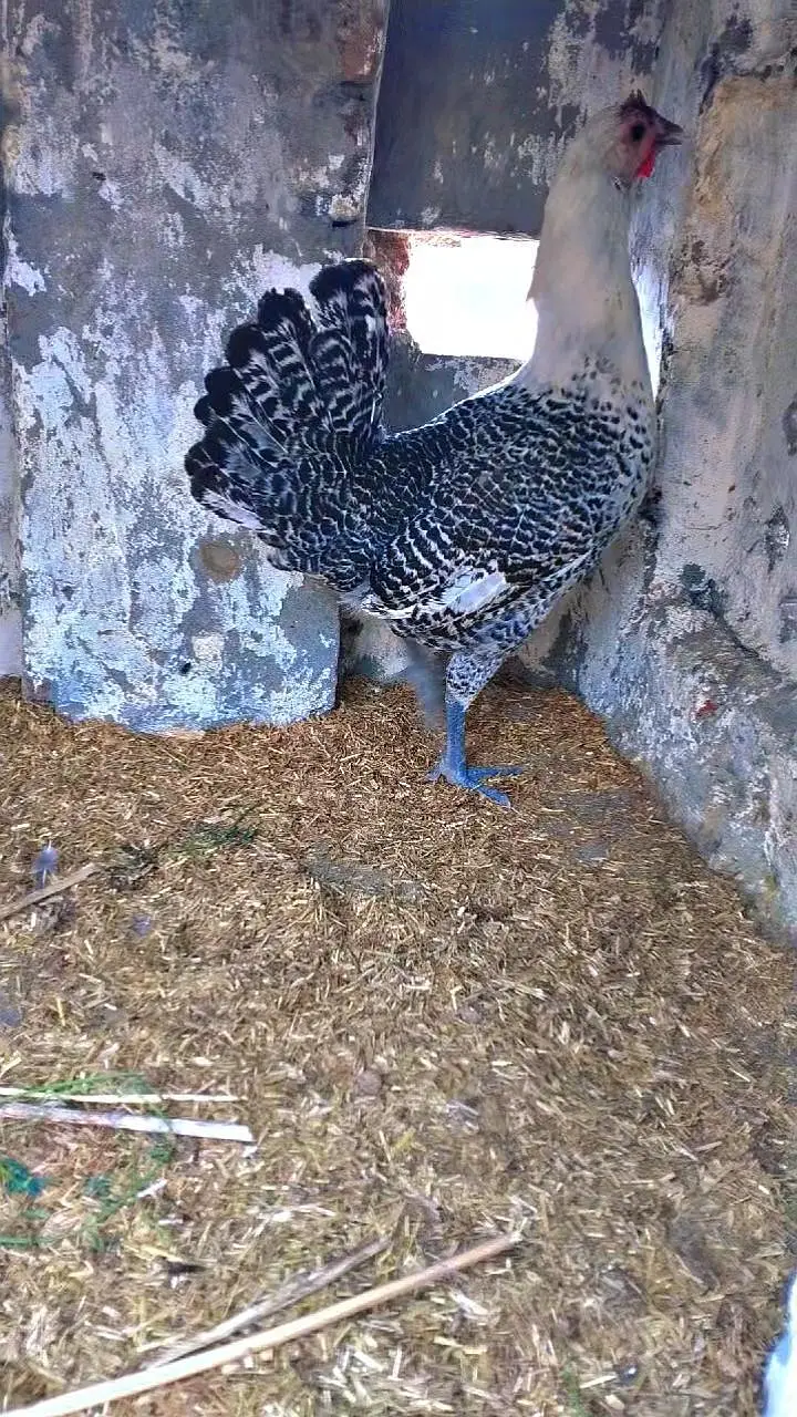 Egg laying dasi pair or aseel pair — photo 2