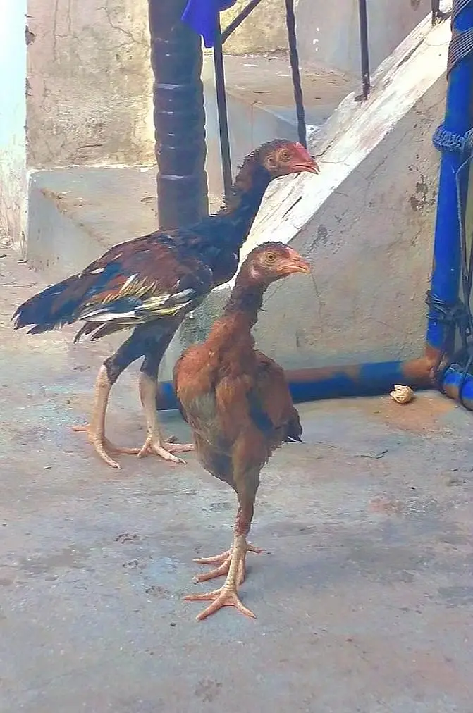 Egg laying dasi pair or aseel pair — photo 4