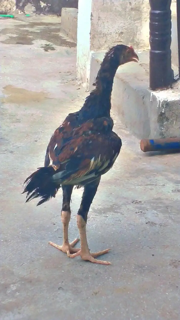 Egg laying dasi pair or aseel pair — photo 6