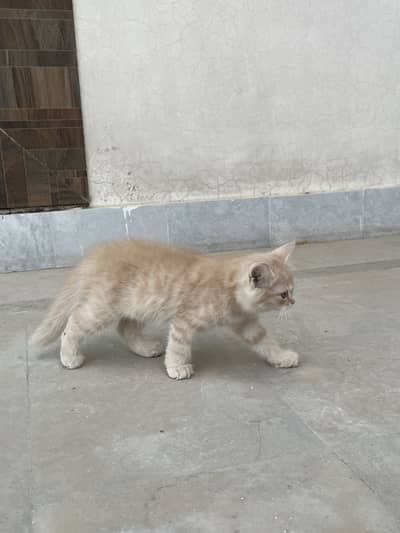 Brown Persian male kitten up for sale