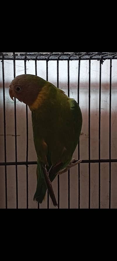 plum head indian ringneck