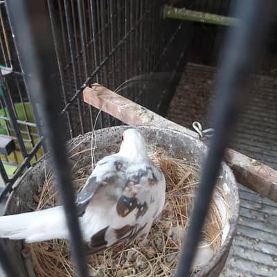 dove blue pied