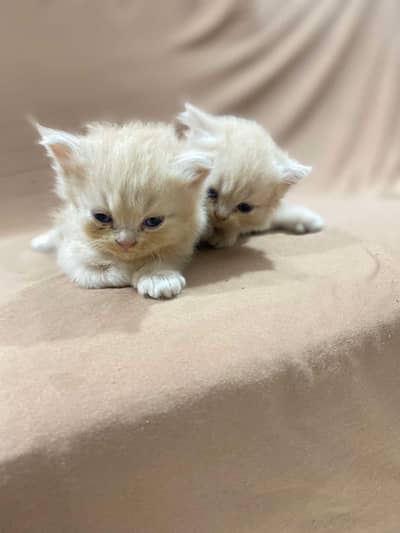 Two pairs