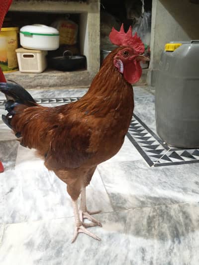 ghr ka pala hua desi murgha
