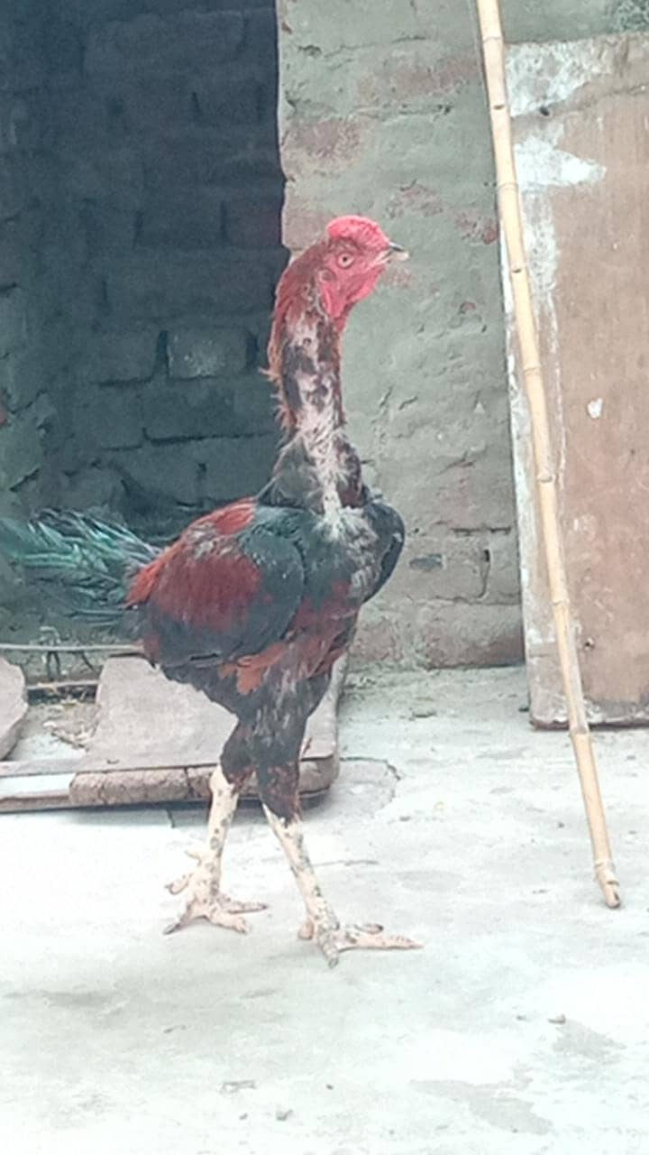 aseel murgy 5