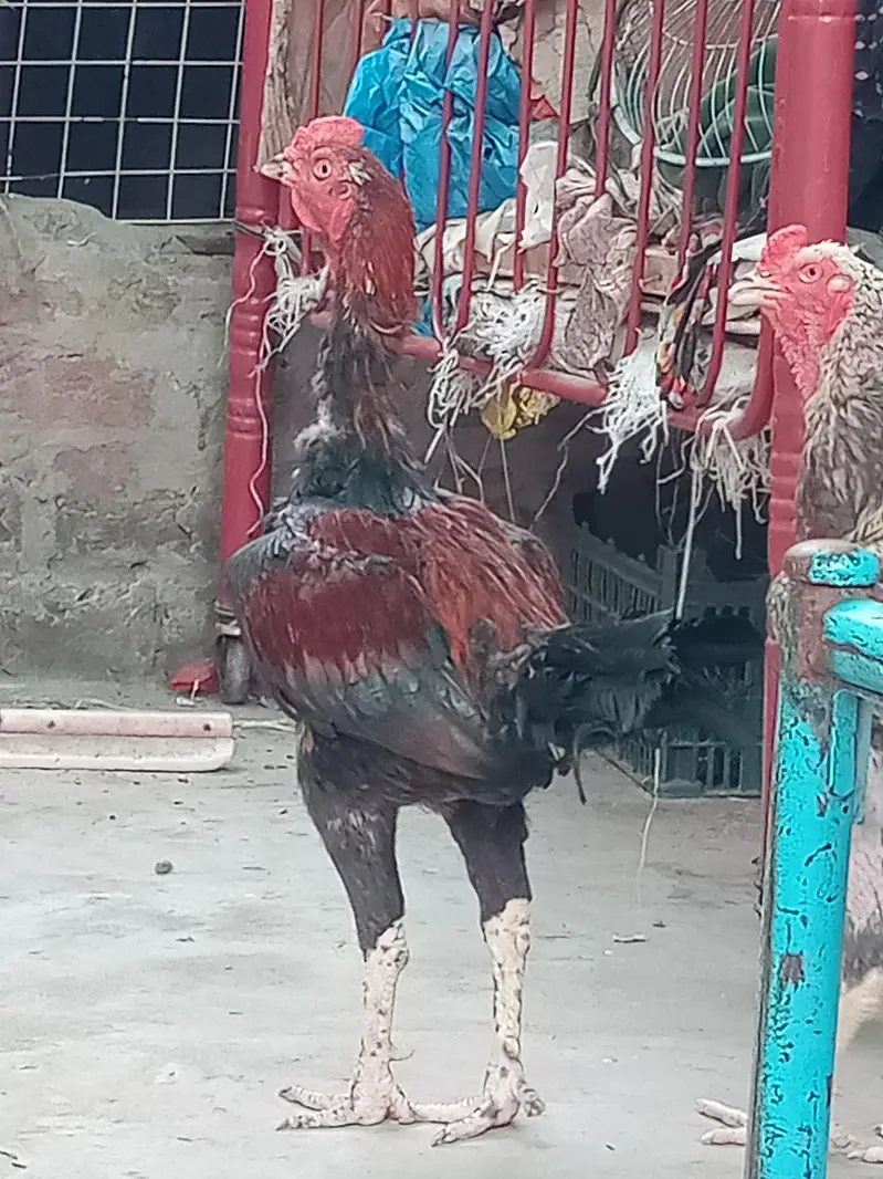 aseel murgy — photo 10