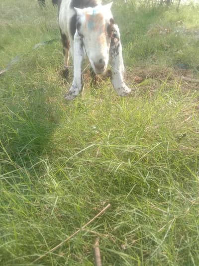 bakra betal