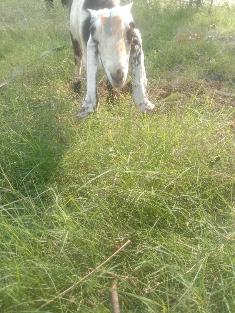 bakra betal 0