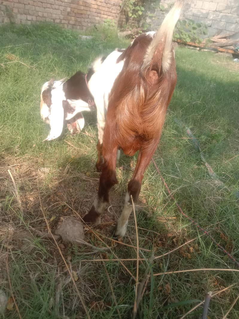 bakra betal 1
