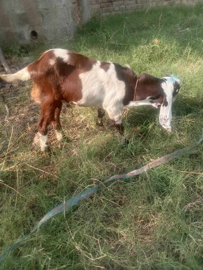 bakra betal 2