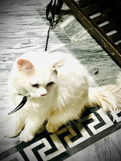 persian cat for sale