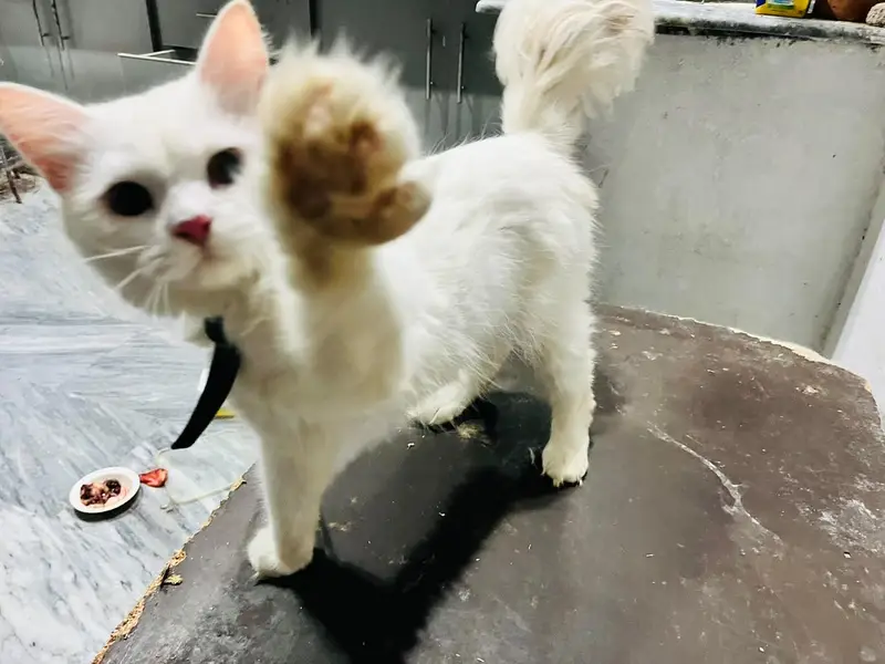 persian cat for sale — photo 2