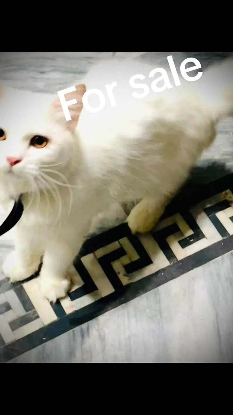 persian cat for sale — photo 3