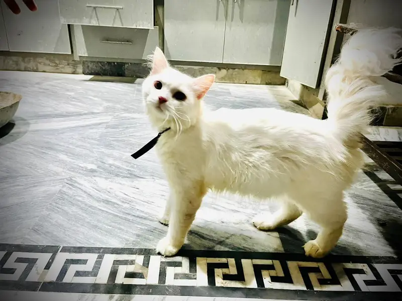 persian cat for sale — photo 4