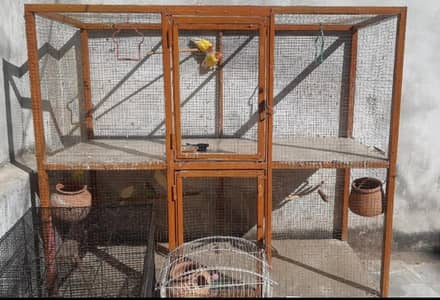 Large 2 potion Cage & Cocktail pair & Lovebirds pair