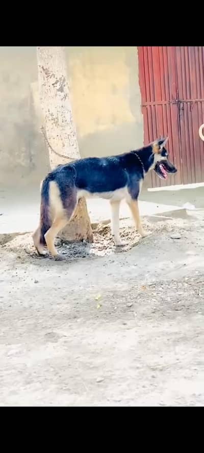 gsd Alsatian available