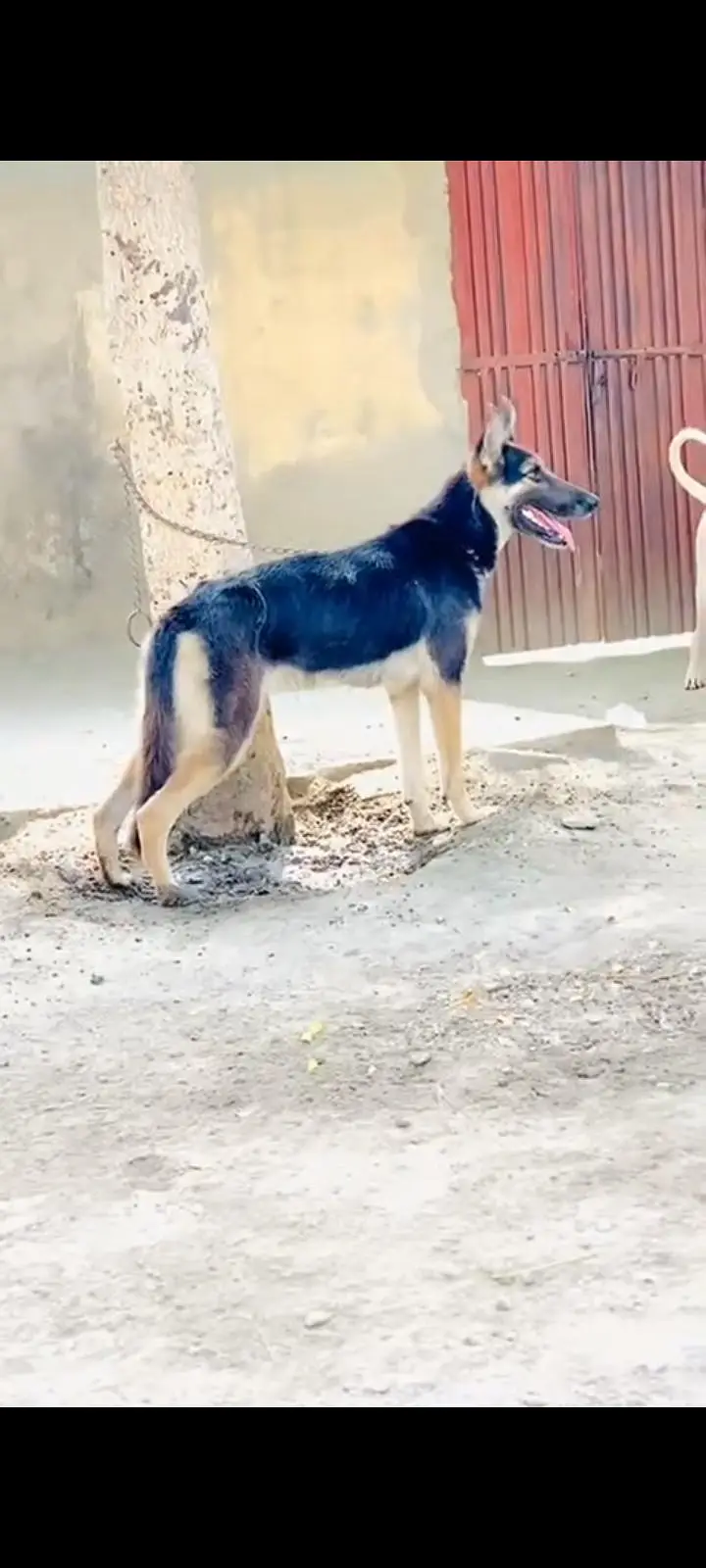 gsd Alsatian available — photo 3