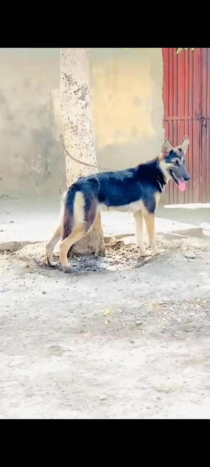 gsd Alsatian available — photo 4