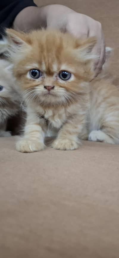 persian kitten triple coated
