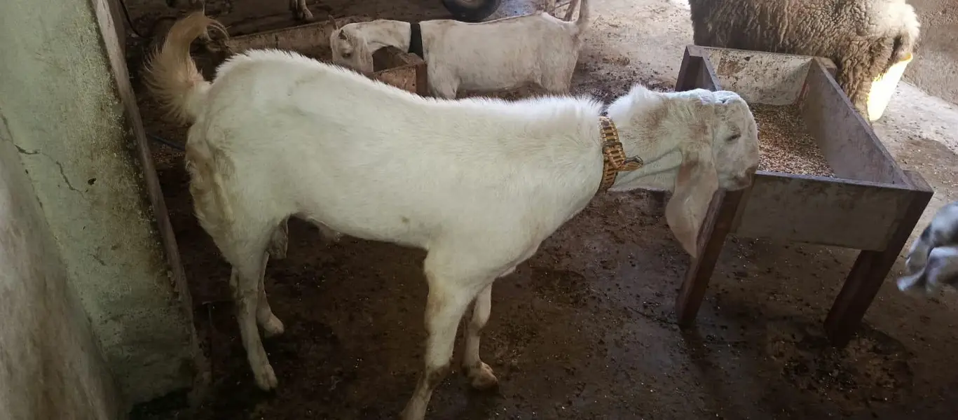 pure Gulabi breader — photo 3