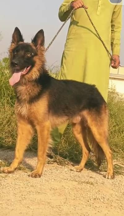 German Shepherd long coat mail for sale