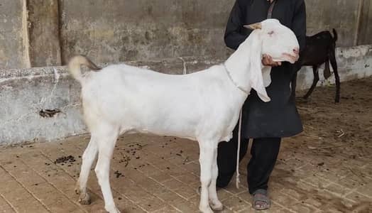 Gulabi Bakri for sale