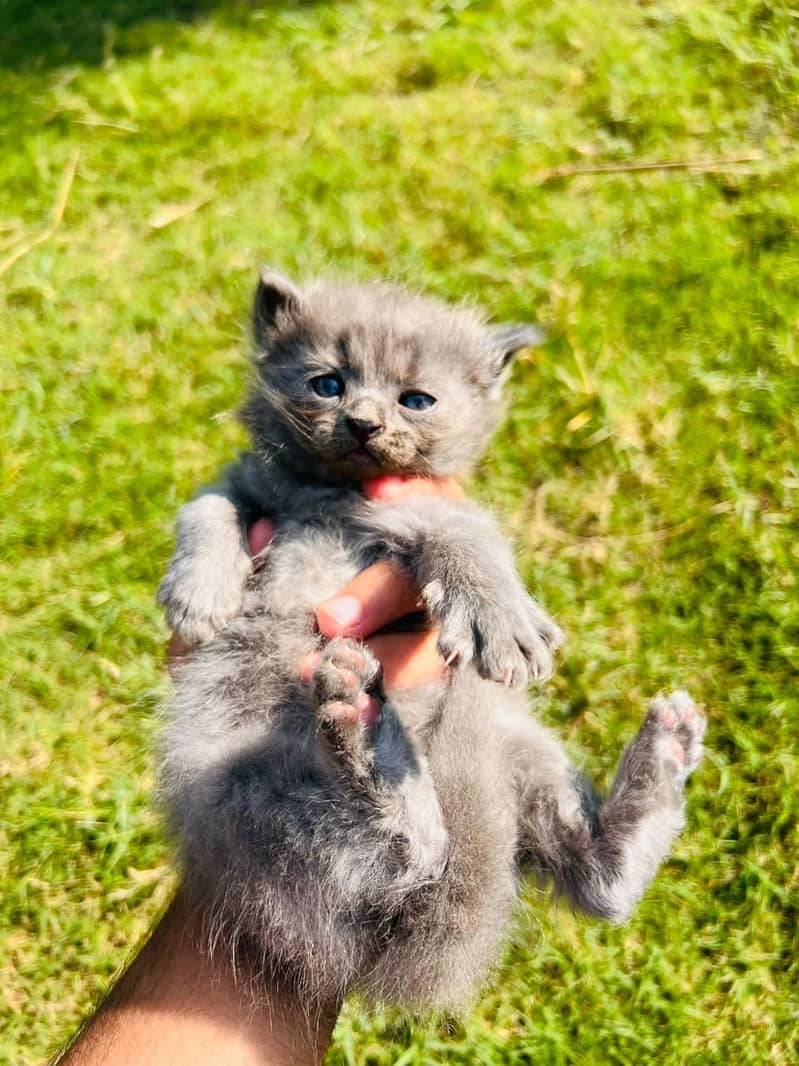 Persian Newborn Cats 0