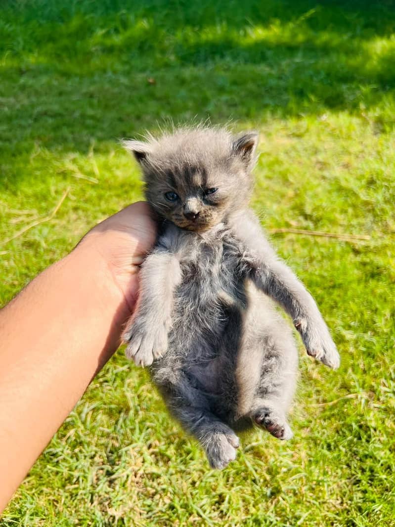 Persian Newborn Cats 1