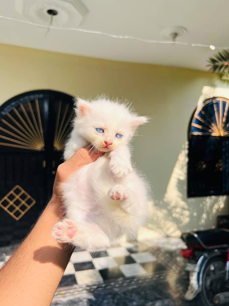Persian Newborn Cats 3